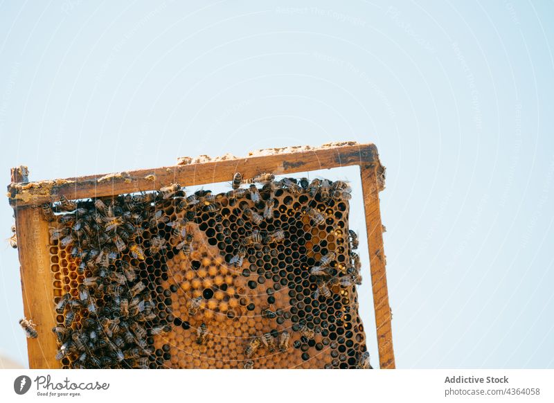 Honigwabe mit Bienen im Bienenstock Wabe Wachs Insekt Bienenkorb Liebling Schwarm viele natürlich Bienenzucht Sommer krabbeln Kreatur Bargeld Bauernhof