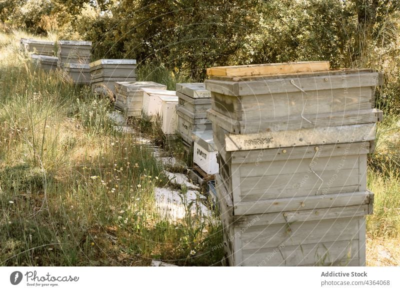 Bienenstockkästen im Bienenhaus an einem Sommertag Bienenkorb Ackerbau Bienenzucht Arbeit Bauernhof Natur Landschaft Job Kasten Struktur hölzern Garten Imker