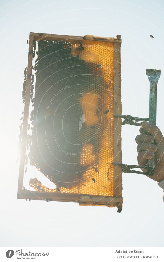 Imker bei der Kontrolle der Honigwaben an einem Sommertag Wabe Bienenkorb untersuchen Ackerbau Bienenzucht Arbeit behüten Sonnenlicht professionell prüfen Gerät