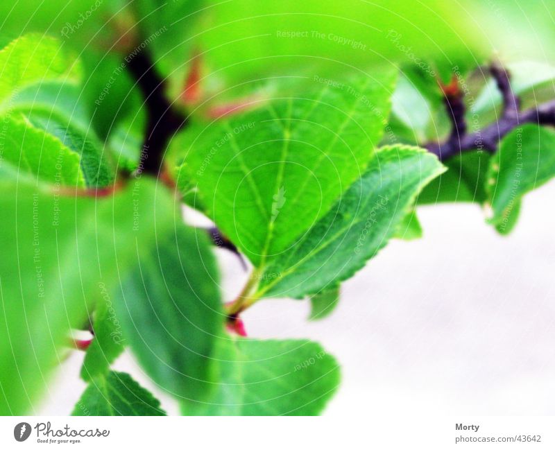 Zwetschgen Blätter Blatt Pflaume Unschärfe Unscharfe Blätter