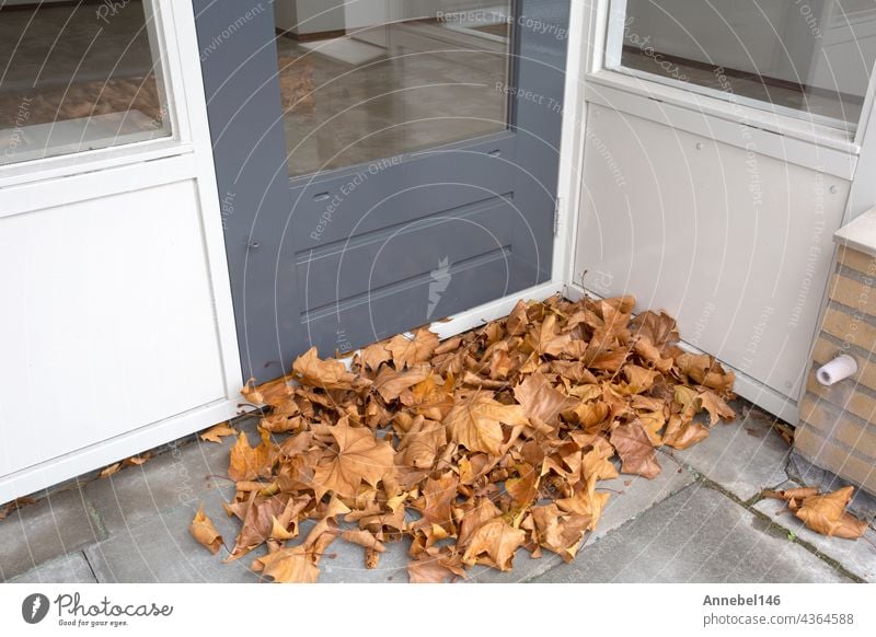 gelbes Ahorn-Herbstblatt liegt bedeckt auf dem Balkon der Wohnung, Haufen von Herbstlaub muss aufgeräumt werden Baum Spaziergang Blätter Garten hölzern reisen