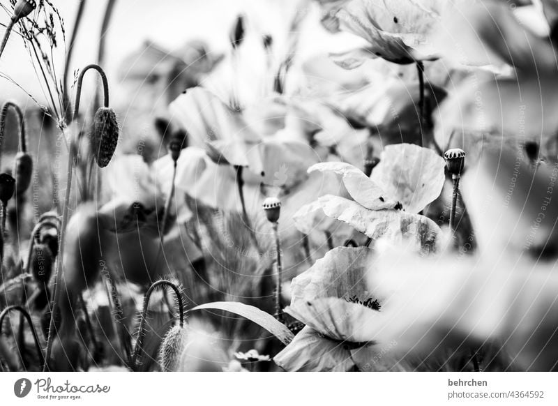 leise töne Schwarzweißfoto Mohnfeld Pflanze Natur Frühling Blume Blüte blühen duftend wunderschön Kontrast Mohnblüte Blütenstaub mohnblumen Landschaft Blühend