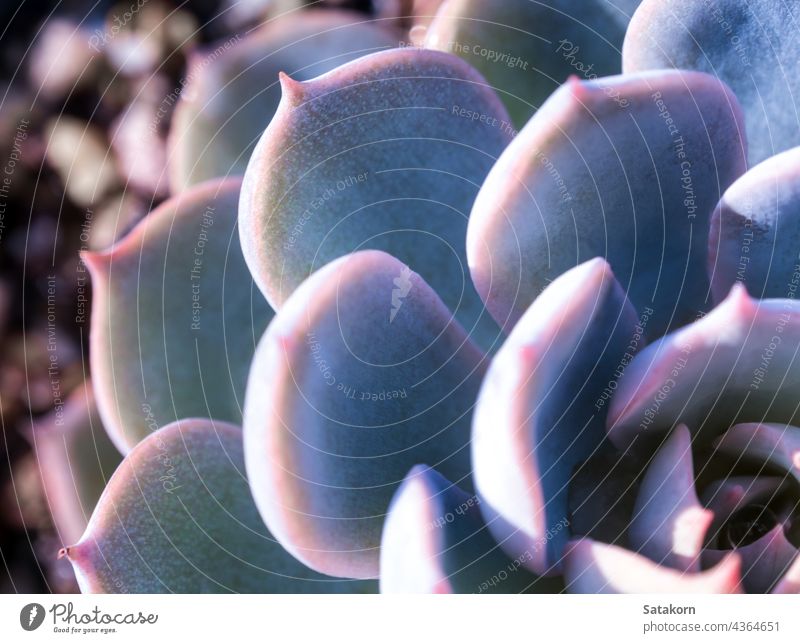 Sukkulente Pflanze Nahaufnahme frische Blätter Detail von Echeveria peacockii Subsessilis Echeverien Blatt Silber blau Natur Wachs purpur natürlich wachsen