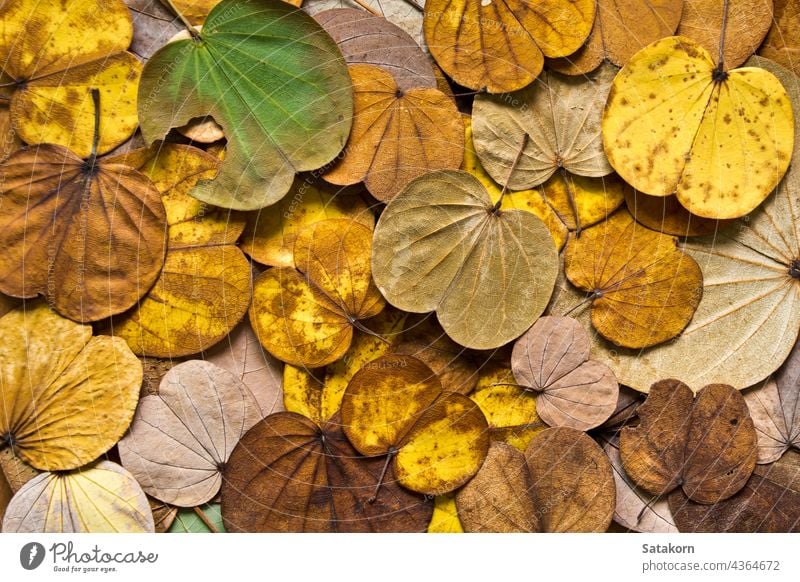 Buntes Laub im Herbst Hintergrund schön hell braun Farbe farbenfroh trocknen fallen Flora Laubwerk Wald golden Blatt mehrfarbig Natur orange Pflanze rot Saison