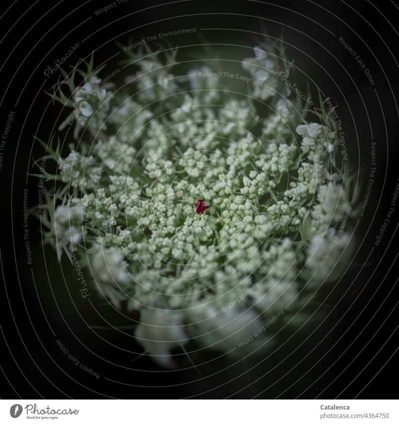 Blüte der Wilden Möhre, Daucus  carota carota auf schwarzem Hintergrund Natur Flora Pflanze Wilde Möhre Daucus carota carota blühen verblühen dufte Garten Tag