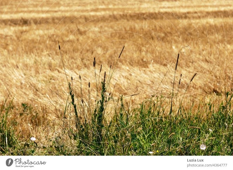 Am Feldrand... ein abgeerntetes Getreidefeld, Halme am Rand Sommer sommerlich Sommerzeit Landschaft Landwirtschaft Kornfeld Außenaufnahme Nutzpflanze Natur