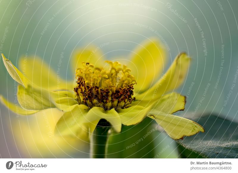 Zinnie, Hybride mit gelben Röhrenblüten, Blütenstand Zinnia Zungenblüten blühen Blume Sommerblume Pflanze Korbblütler Asteraceae Compositae