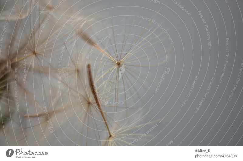 Löwenzahnsamen Makro auf pastellfarbenem Hintergrund pratensis tragopogon verträumter Hintergrund Pastellfarben Farben zarte Blumen Löwenzahn blasen Weichheit