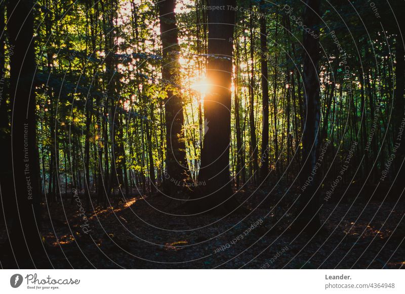 Herbst Sonnenlicht Wald Natur dunkel düster Naturschutzgebiet wälder Sonnenuntergangshimmel