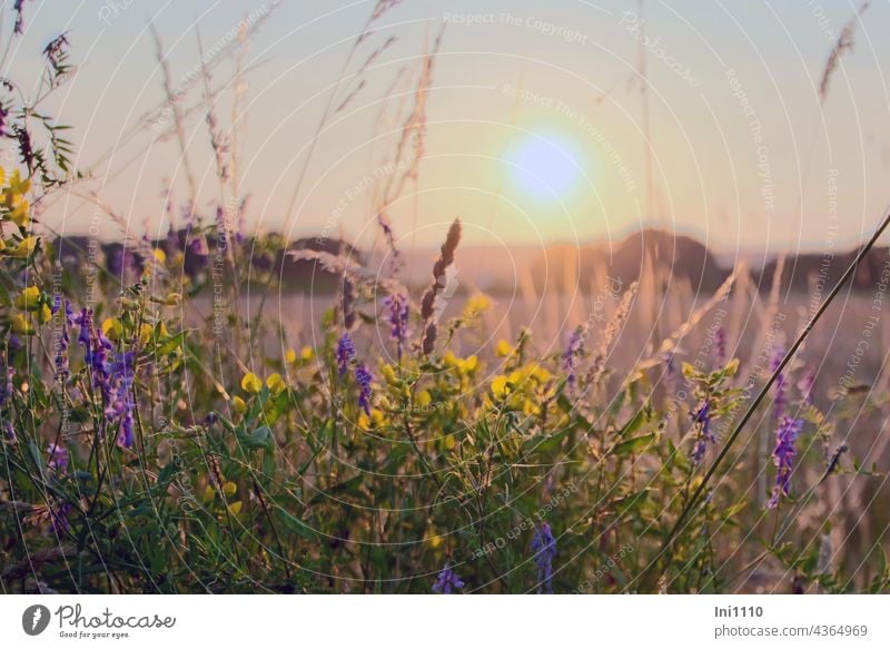 Sonnenuntergang am Feldrand Sommer Sommerabend Abendlicht Romantik Abendstimmung Dämmerung Landschaft Felder Abendspaziergang Stille Licht Schatten Gräser