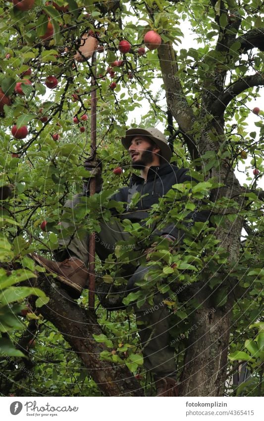 junger Mann sitzt zum Äpfel pflücken in einem Apfelbaum Ernte Apfelernte Apfelsaison Selbstversorgung Selbstversorger Erntezeit Obstpflücker biologisch reif