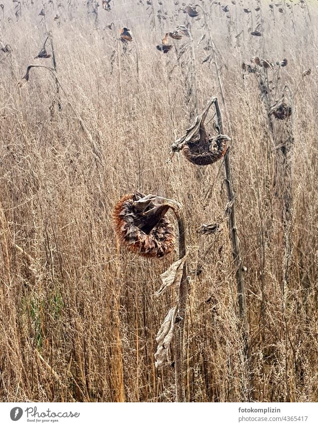 vertrocknete Sonnenblumen im Feld Sonnenblumenfeld Blume Leben und Tod Vergänglichkeit absterben vergehen vertrocknen trocken Trockenblume traurig Traurigkeit