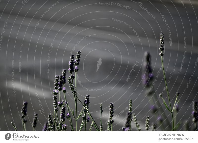 Straßen Lavendel. Blüten trotz Abgas und Staub. Lasst Blumen sprechen! Stadt Abend spärlich Umwelt Sommer Lavendelbeet Beet Pflanze Natur Blühend violett lila