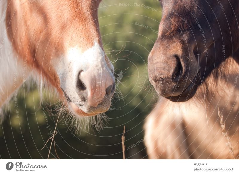 Nüsternflüstern Natur Tier Sommer Pflanze Gras Halm Wiese Weide Nutztier Pferd Tiergesicht Fell Körperteile Pferdekopf Maul Island Ponys Fohlen 2 Tierjunges