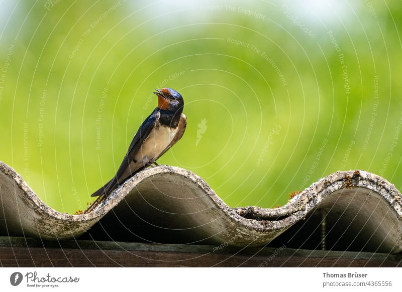 Schwalbe auf dem Dach Vögel Vögel fliegen Himmel Tier Natur Flügel Freiheit blau sitzen Luft