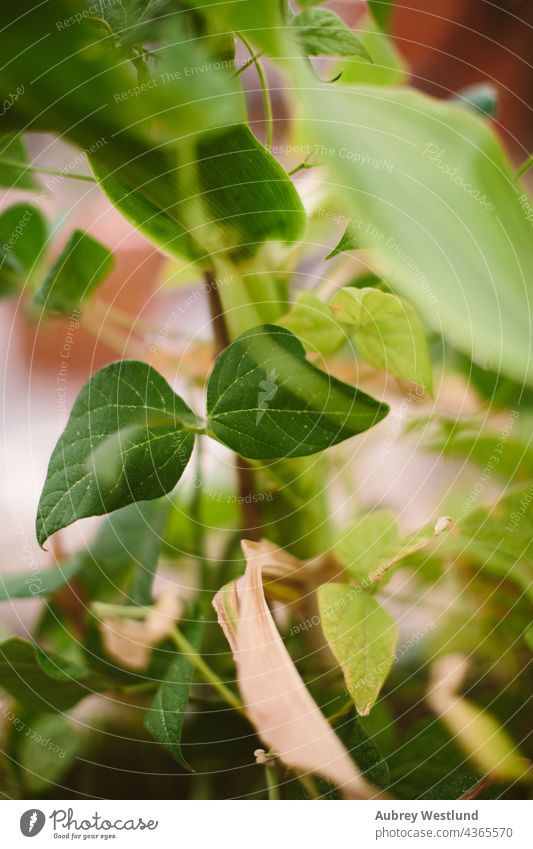 Bohnen, die im Garten wachsen Gemüse grün Ernährung Farbfoto frisch Gesundheit Vegetarische Ernährung Foodfotografie Bioprodukte Gesunde Ernährung Vitamin