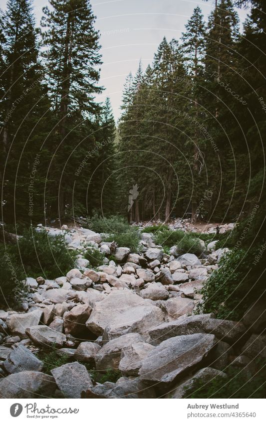 Flussbett mit Steinen Erwachsene amerika Kalifornien Kultur Ausflugsziel Erkundung erkunden erkundend Wald frisch Riese Wanderer wandern Feiertag Landschaft