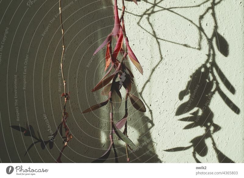 Krakelei Zimmerpflanze Rankenpflanze hängend Sonnenlicht Schatten Kontrast Lianen Innenaufnahme Wand Menschenleer Farbfoto Pflanze Licht Tag Blatt Mauer