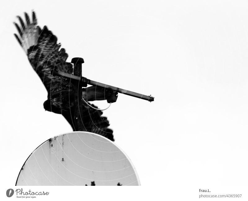 Nun reicht es aber … fliegen Schüssel Raubvogel Greifvogel Himmel Vogel Bussard Stadt Jäger Tier Gefieder Dach