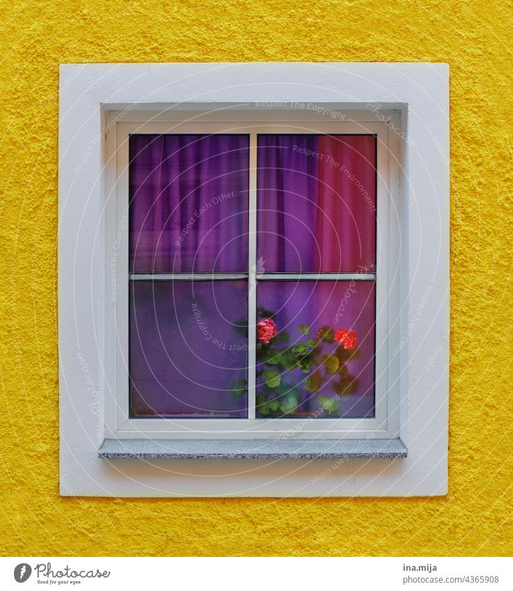 gelbe Fassade und Fenster mit lila Vorhängen und pinken Rosen Farben bunt violett Fensterscheibe Fensterblick Fensterrahmen Fensterplatz Glas Glasfenster