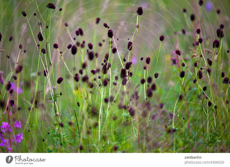 Kleine lila Blüten und Wiesenknopf (Sanguisorba officinalis) blume blüte glockenblume romantik romantisch natur wiese pflanze garten wald park wachstum