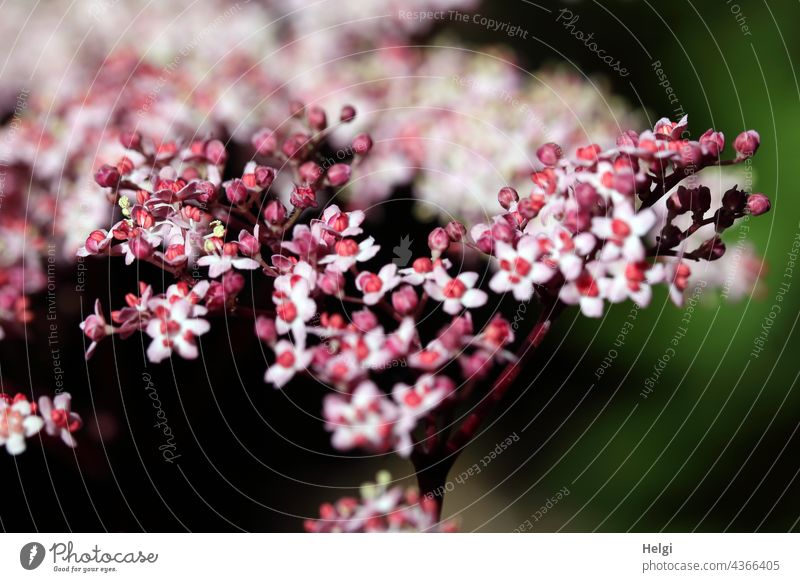 Für Ini1110 - Blüten vom dunkelblättrigen Holunder Holunderblüten Blühen Frühling Garten Pflanze Blütenblatt Flora natürlich Pink Rosa Weiß Nahaufnahme