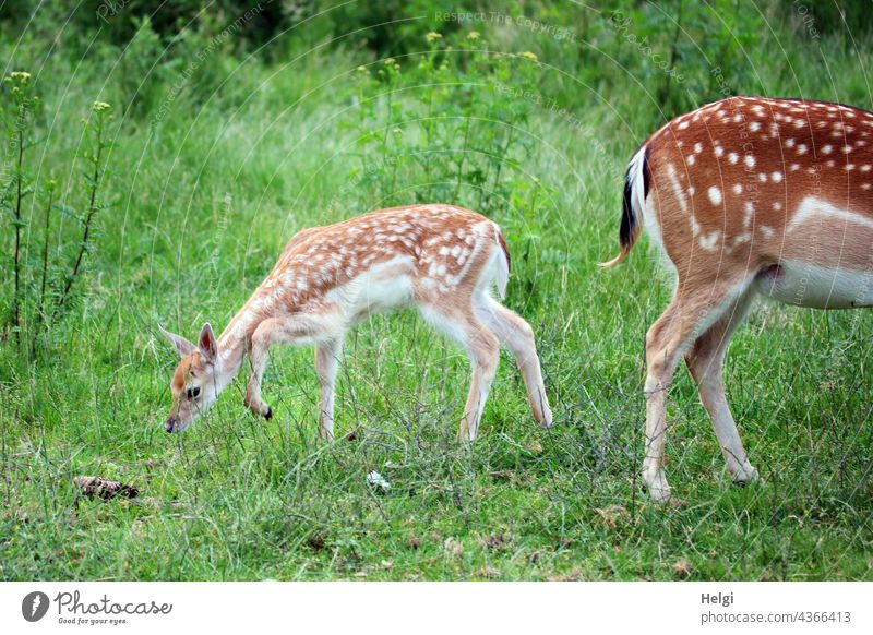 Damhirschkalb auf Entdeckungstour  in Nähe von Mama Damtier Damwild Damwildgehege Wiese Weide Jungtier Tier Wildtier Natur Tierporträt Außenaufnahme