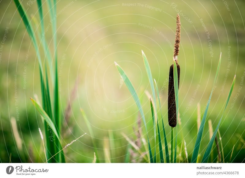 Rohrkolben Pflanze Wasserpflanze Rohrkolbenpflanze Rohrkolbengewächse Blatt Hintergrundbild Frühling Sommer Botanik Gartenpflanzen Kolben grün Feuchtgebiete