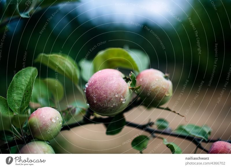 Äpfeln Apfel Apfelbaum Baum Zweig Zweige u. Äste Blätter Natur Wassertropfen lecker Detailaufnahme Nahaufnahme Außenaufnahme Farbfoto nass frisch