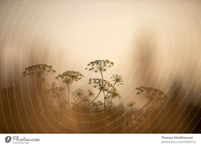 Selinum wallichianum, Nahaufnahme einer Schafgarbenblüte, Bokeh-Hintergrund abstrakt Achillea Achillea millefolium Kunst schön Schönheit Blütezeit Überstrahlung