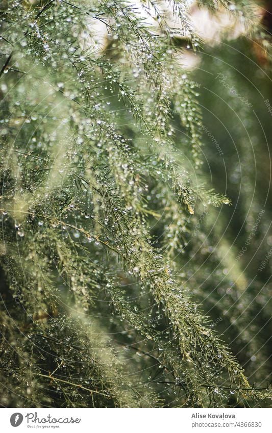 Regentropfen nass Pflanzen grün Morgenlicht Wassertropfen Nahaufnahme Natur Wetter frisch Garten glänzend