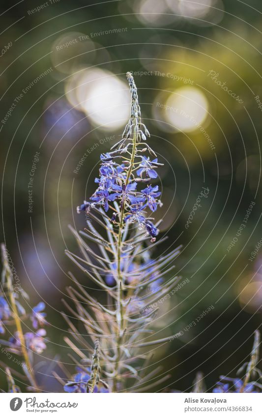 Wiesenblume Blume geblümt Blüte Sommer Pflanze Licht Bokeh Hintergrund blau lillac