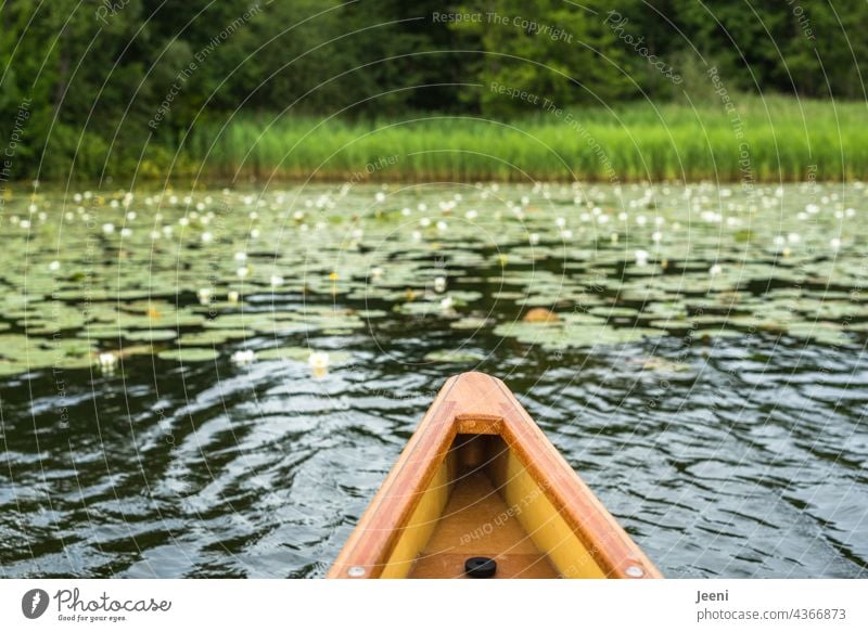 Kanutour See Seeufer Seerosen Teich Teichrose Schilf Wasser Freizeit & Hobby freizeit hobby Holz Natur grün Sommer Ferien & Urlaub & Reisen Kajak Wassersport