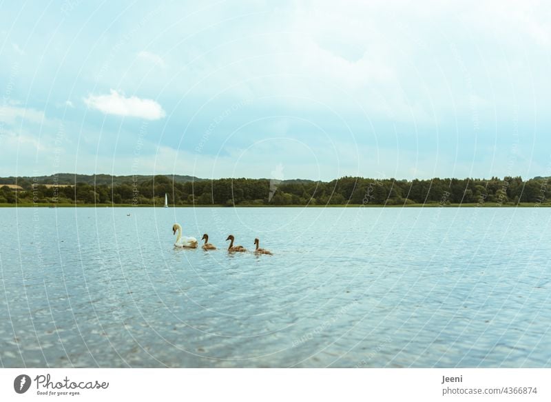 Tierisches Familienglück Schwan Schwäne schwimmen See Vogel weiß Wasser Natur schön Stolz Schwanensee elegant Schwanenfamilie Sommer Jungtier Zusammensein