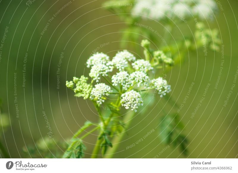 Blühender Schierling in Nahaufnahme mit selektivem Fokus im Vordergrund Wiese Natur Sommer Frühling Blüte Flora weiß Blütezeit wild Botanik natürlich Gift