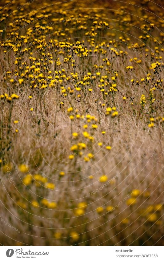 Wiese im Spätsommer deutschland dorf ferien hessen idyll kleinstadt landschaft landwirtschaft nordhessen sommerfrische urlaub wald wiese weide blume blüte