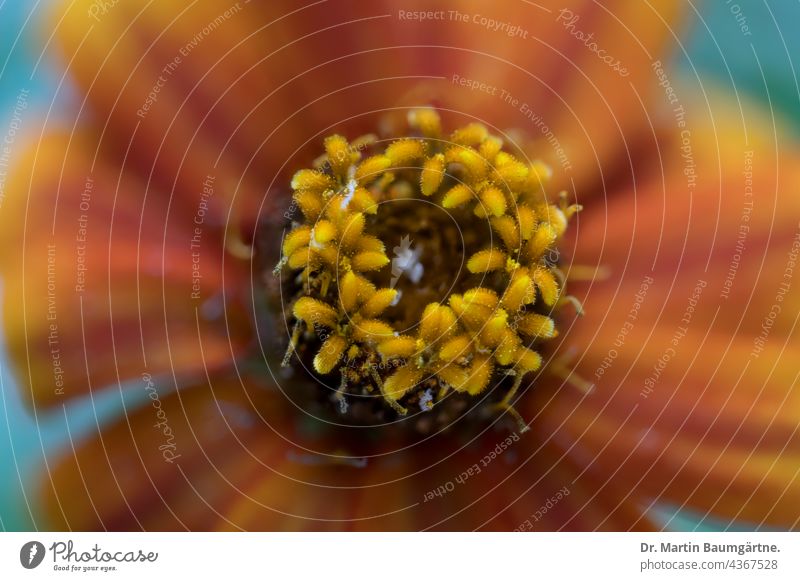 Zinnie, Hybride mit orangen Röhrenblüten, Blütenstand Zinnia Zungenblüten blühen Blume Sommerblume Pflanze Korbblütler Asteraceae Compositae