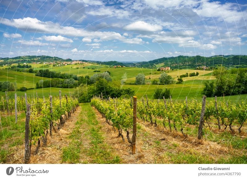 Frühlingslandschaft in den Hügeln von Tortona. Alessandria Cerreto Grue Kolli Tortonesi Europa Italien Piemonte Farbe Tag Feld grün Haus Landschaft Natur