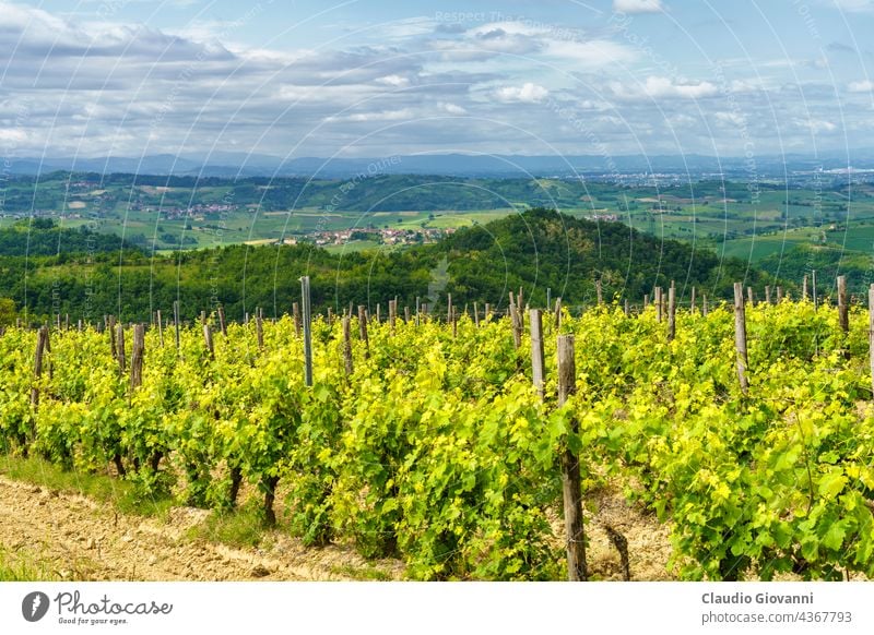 Weinberge auf den Hügeln von Tortona im Frühling Alessandria Kolli Tortonesi Europa Italien Piemonte Volpedo Farbe Tag Feld grün Haus Landschaft Natur im Freien