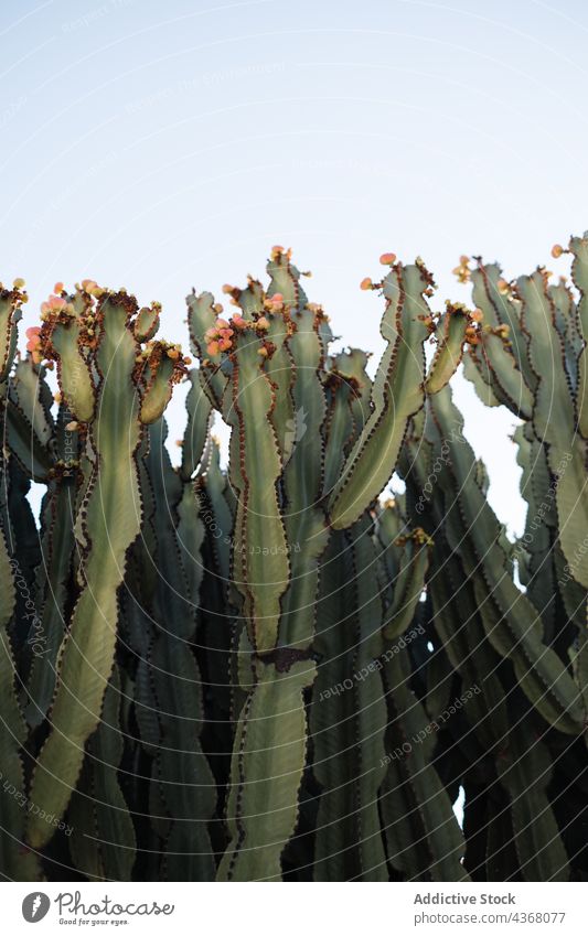 Grüner Kandelaberbaum gegen Himmel Sukkulente grün Frucht wachsen Pflanze Blauer Himmel natürlich Euphorbia-Kandelaber Sommer Natur hell frisch Umwelt Baum