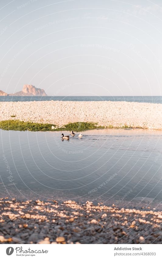 Enten schwimmen in einem See nahe dem Meer MEER Wasservögel Vogel Wasservogel Teich Sommer Sonnenuntergang Sommerzeit Schwimmer Natur Tier Gefieder Ornithologie