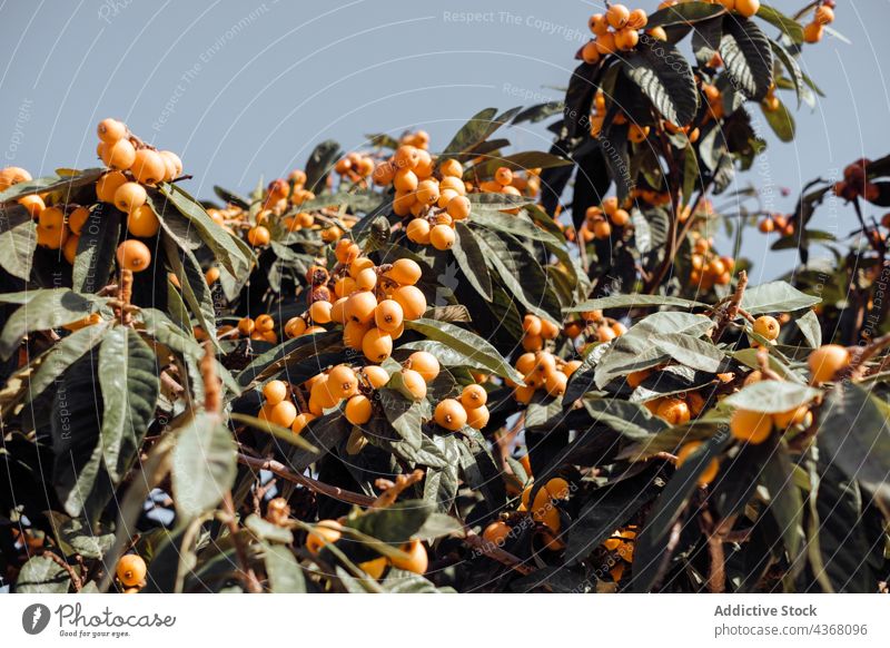 Loquat Baum mit reifen Früchten gegen blauen Himmel loquat tropisch exotisch Garten Frucht Immergrün orange eriobotrya japonica Sommer sonnig Pflanze organisch