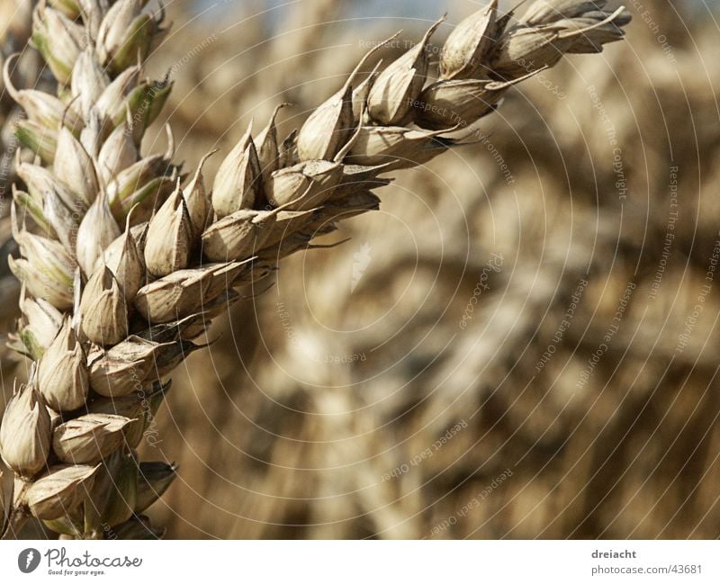 Aehre Halm Feld Sommer Korn Getreide Natur