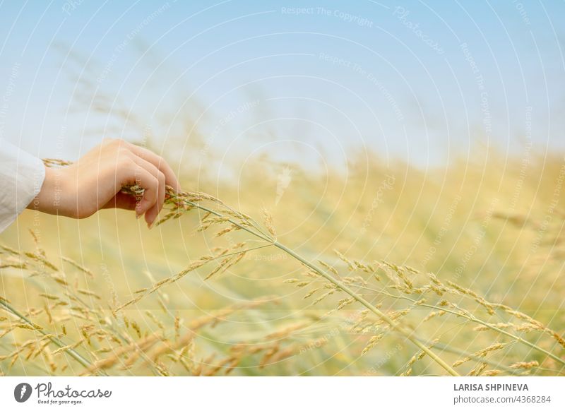 Frauenhand berührt Ähren von Hafer, der bei Sonnenaufgang wächst. Goldgelbe Ährchen von reifem Hafer im Feld auf blauem Himmel Hintergrund, selektiver Fokus.