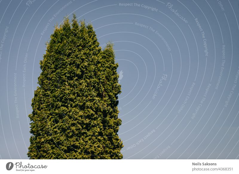 Thuja-Baumspitze gegen blauen Himmel, keine Wolken abstrakt Arborvitae Hintergrund schön botanisch Botanik Ast hell Buchse Zeder Nahaufnahme Farbe Konifere