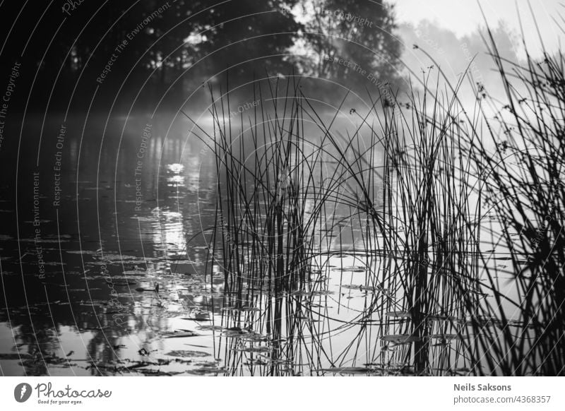 Nebliger Morgen am Fluss. Herbstlandschaft mit Schilf im Vordergrund und Bäumen im Hintergrund. Schöne Natur im Nebel. Reflexion der aufgehenden Sonne im Wasser. Toned schwarz und weiß Farbe Verarbeitung.