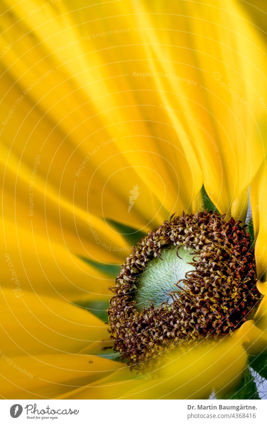 Blütenstand von Rudbeckia fulgida, gelber Sonnenhut Zungenblüten Röhrenblüten aus Nordamerika Staude mehrjährig Korbblütler Asteraceae Compositae Pflanze Blume