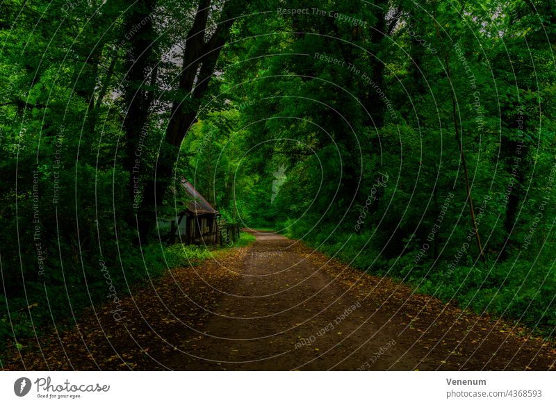 Waldweg im Sommer in Deutschland, am Wegesrand ein altes Häuschen Schneise Wälder Baum Bäume Gras Ast Niederlassungen Natur Holzfällerei Holzwirtschaft