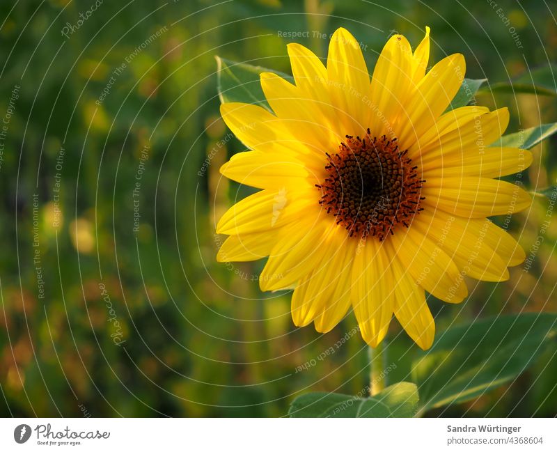 Leuchtende Sonnenblume im Abendlicht Sommer Landschaft Natur Urlaub Feld Blume gelb Außenaufnahme Sonnenblumenfeld Pflanze Farbfoto Umwelt Blüte Wachstum grün