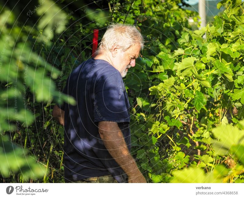 älterer kaukasischer italienischer Landwirt bei der Arbeit auf dem Bauernhof Ackerbau Italien im Freien Natur Lebensmittel Traube Senior ländlich Wein Frucht